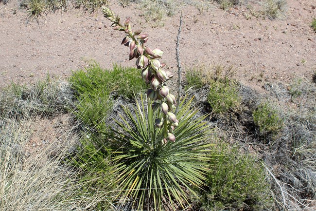 Narrow-leaved Yucca flowering